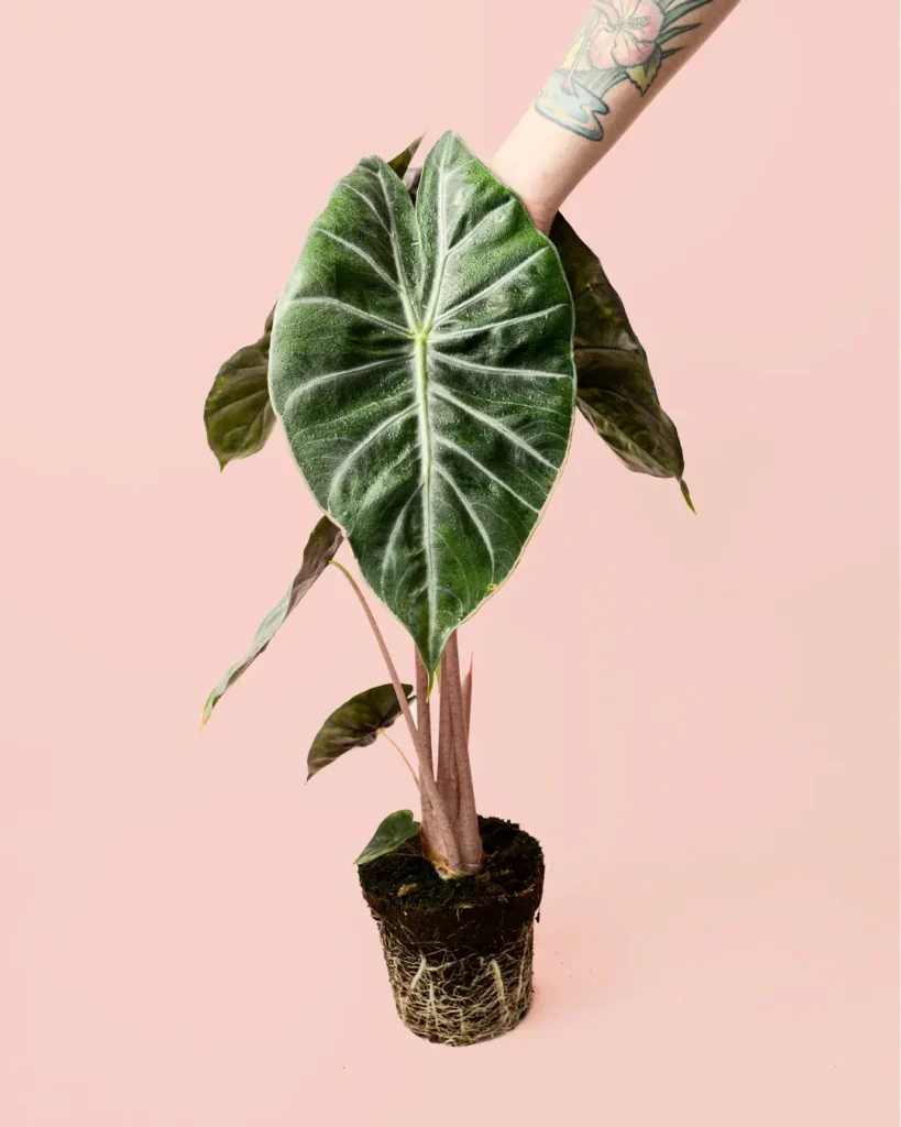 alocasia-pink-dragon-planta