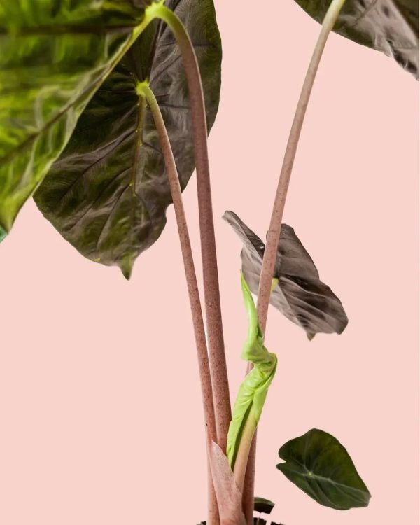 alocasia-pink-dragon-tallo
