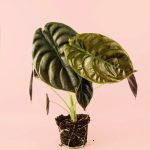 alocasia-red-secret