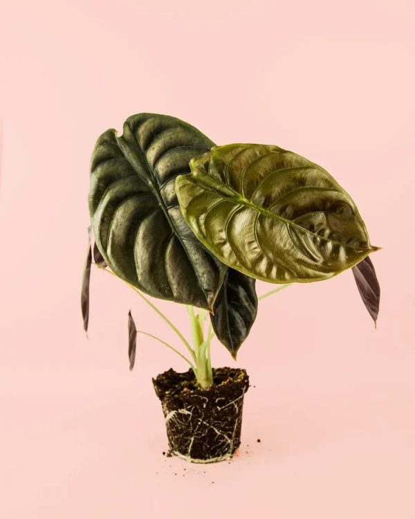 alocasia-red-secret