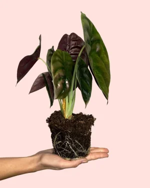 alocasia-red-secret