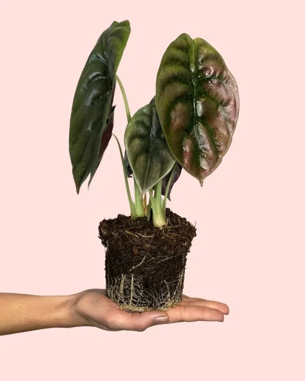 alocasia-red-secret-planta