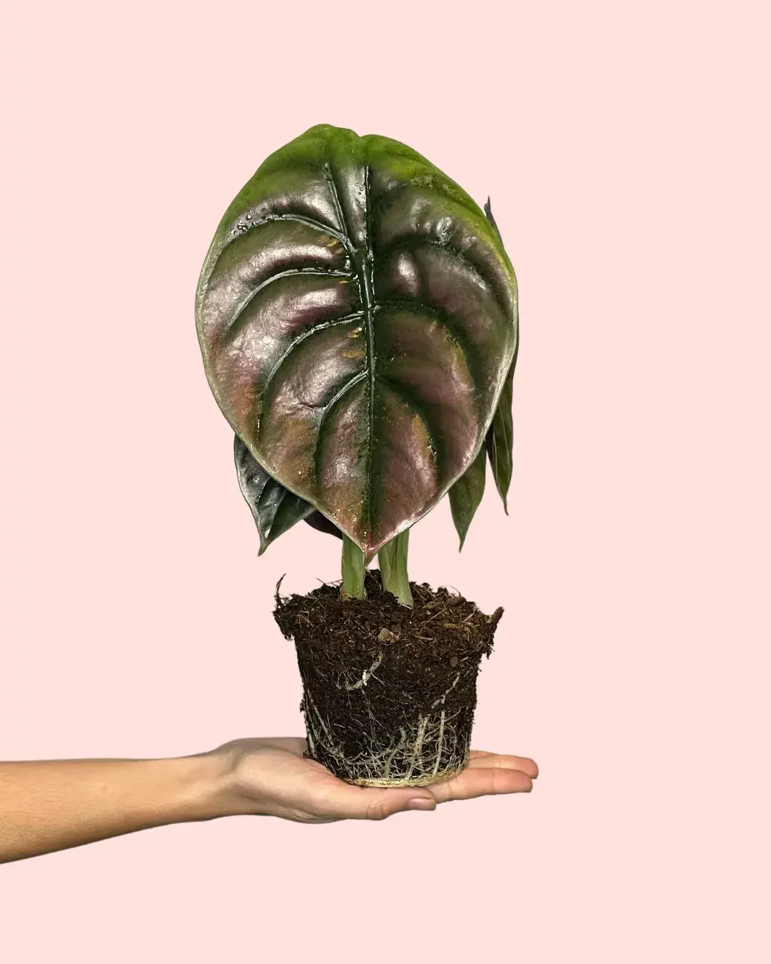 alocasia-red-secret