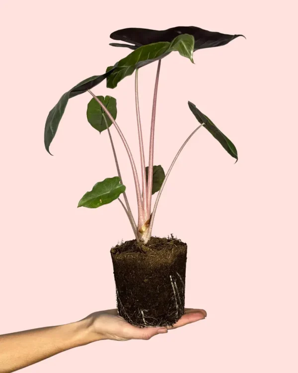 alocasiapinkdragonplanta