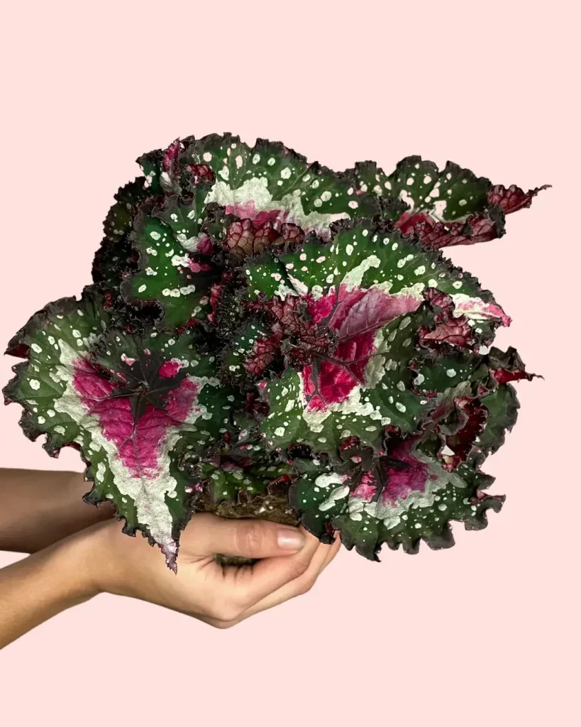 begonia-rex-mistery-mint