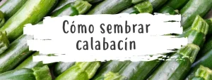 como sembrar calabacin