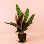 calathea-lancifolia