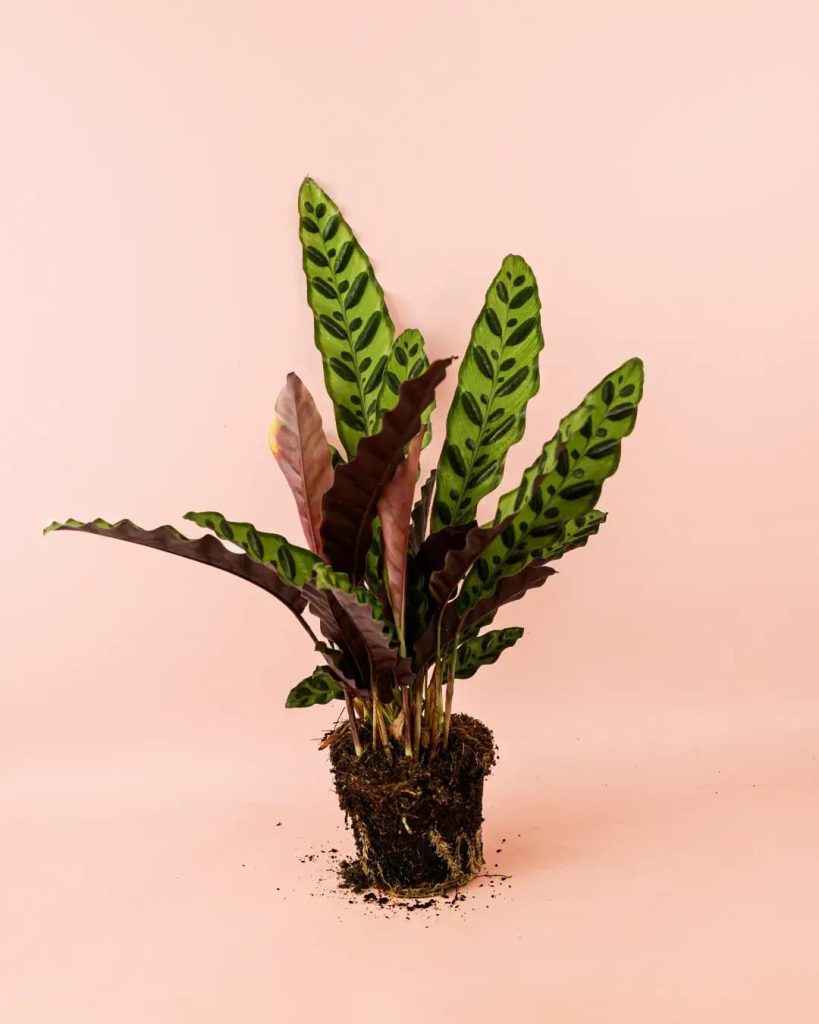 calathea-lancifolia