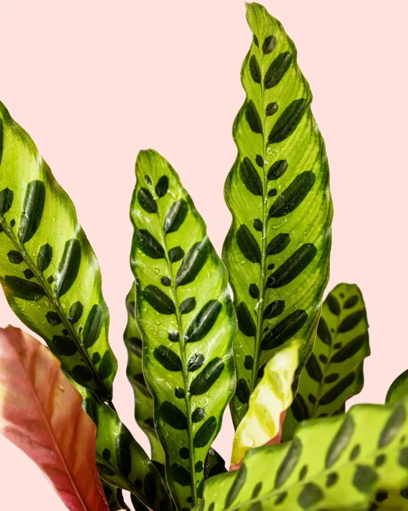 calathea-lancifolia-hojas