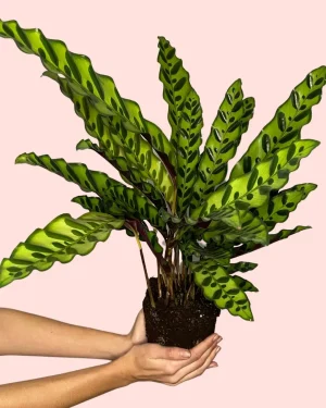 calathea-lancifolia-hojas