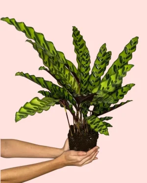 calathea-lancifolia-serpiente