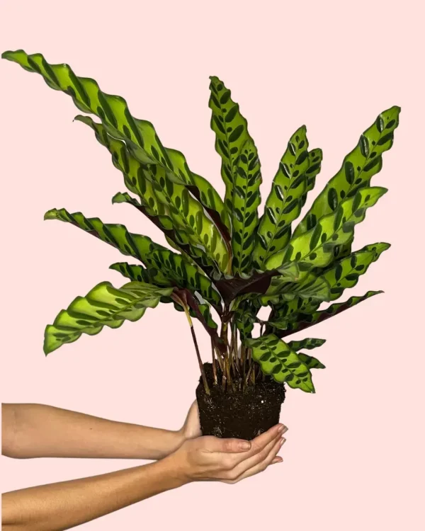 calathea-lancifolia-serpiente