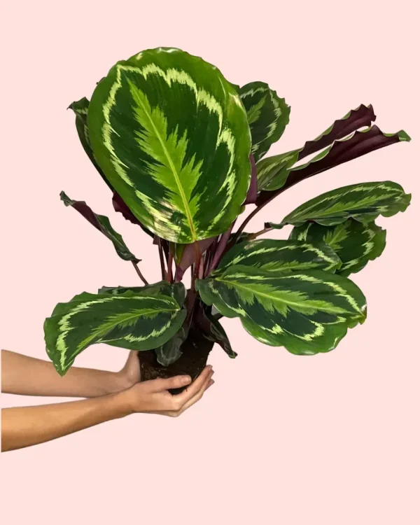 calathea-medallion