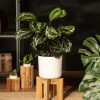 calathea medallion en maceta