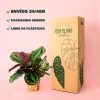 calathea-medallion-envio-seguro