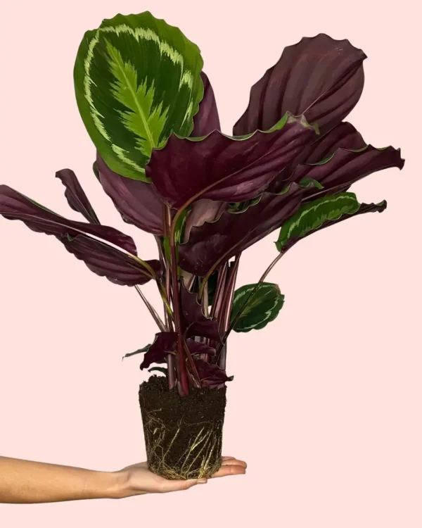 calathea-medallion-mediana