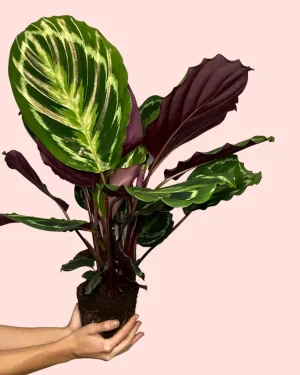 calathea-medallion-planta-mediana