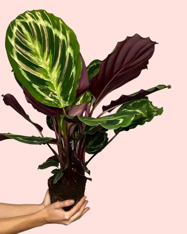 calathea-medallion-planta-mediana