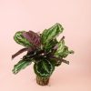 calatheamedallion