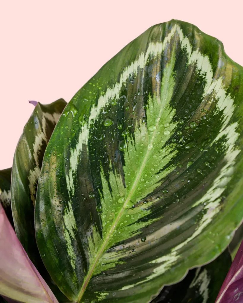 calatheamedallion-hoja