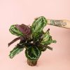 calatheamedallion-planta