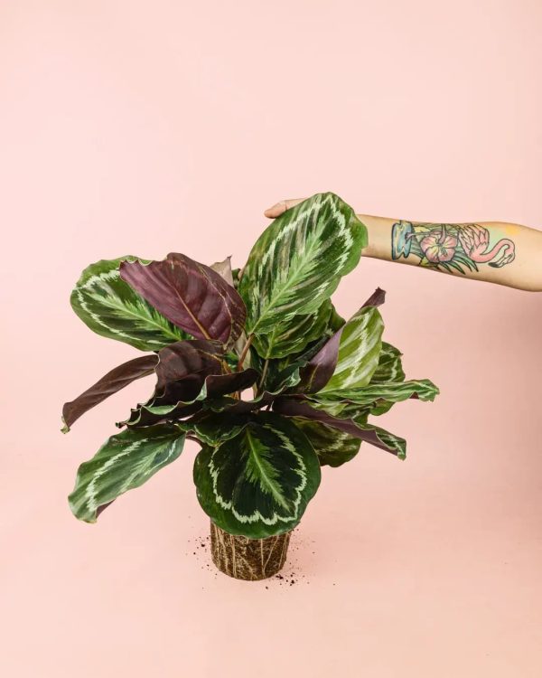 calatheamedallion-planta