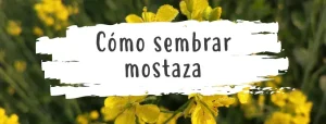 como-plantar-mostaza