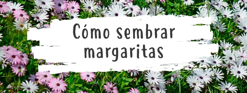 como plantar semillas de margarita