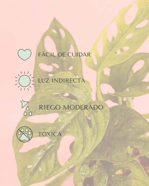 cuidados-monstera monkey