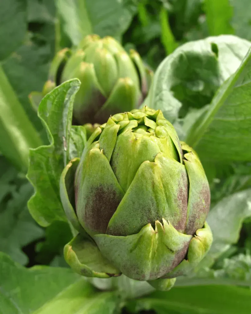 alcachofa corazón