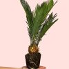 cyca-revoluta-planta