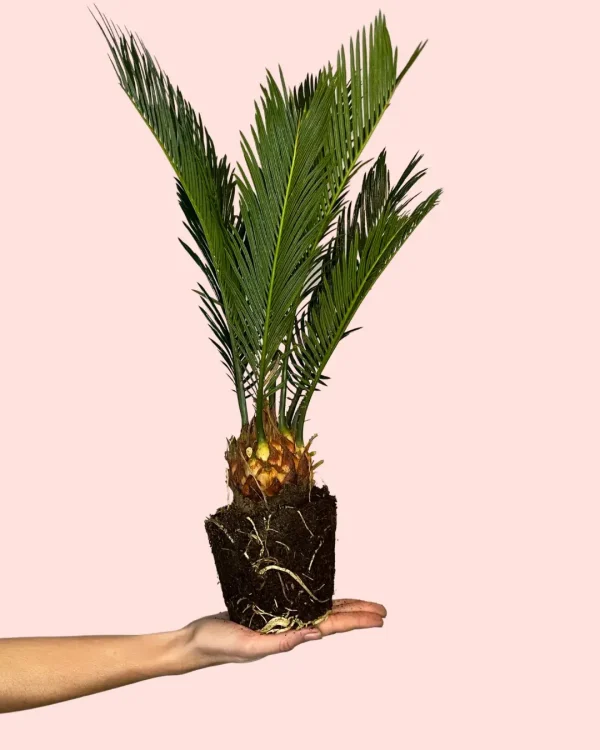 cyca-revoluta-planta