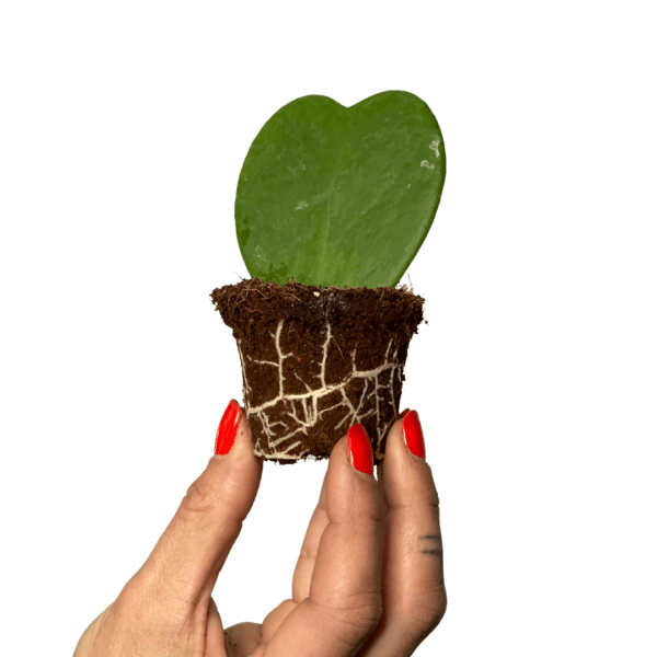 donacion plantas geriatricos