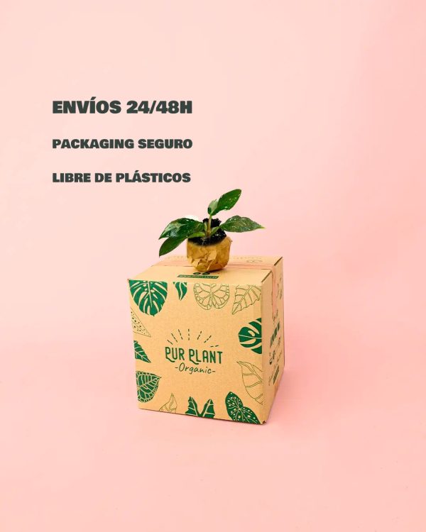 envio seguro mini philodendron white