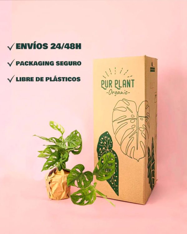 envio seguro monstera monkey