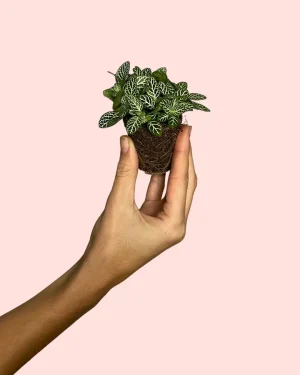 fittonia-bebe
