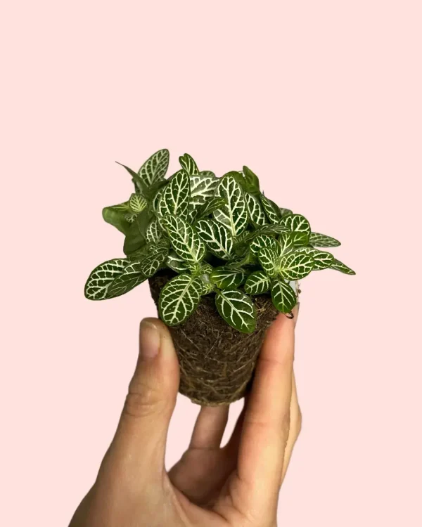 fittonia-mini