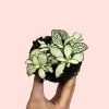 fittonia-terrario-blanco-hoja