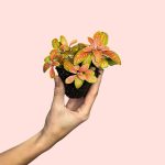 fittonia-terrario-fusion