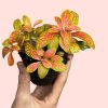 fittonia-terrario-fusion-hoja