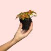fittonia-terrario-fusion-planta-mini
