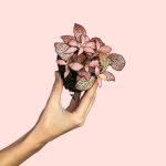 fittonia-terrario-total-pink