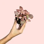 Fittonia Pink Mini
