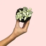 Fittonia Blanca Mini