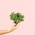 fittonia-verde-mini