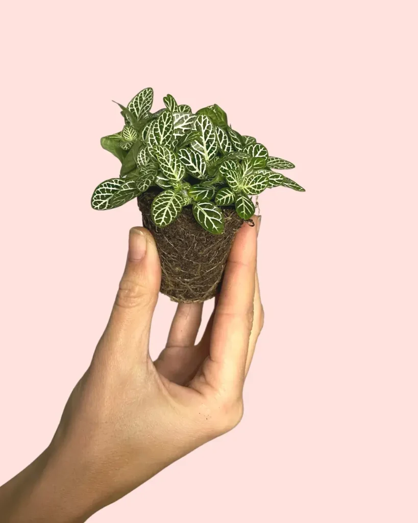 fittonia-verde-mini