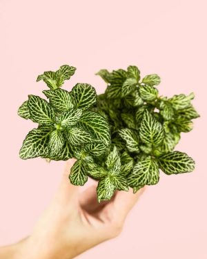 fittonia-verde-mini-hoja