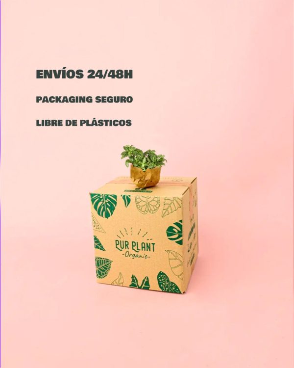 fittonia verde-packaging
