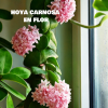 hoya carnosa flor