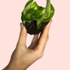 hoya-carnosa-hojas